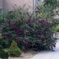 GP 8 x Vlinderstruik Black Knight Paars|Zwart - Bloeiende Winterharde Sierheester - Bijen en Vlinders in uw Tuin - Buddleja davidii 'Black Knight' in C2(liter) pot met hoogte 20-30cm