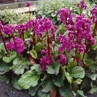 GP 12 x Schoenlappersplant Roze|Rood - Vaste Plant Winterhard - Bergenia cordifolia in 9x9cm pot met hoogte 5-10cm