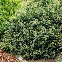 GP 8 x Struikklimop XL Groen|Wit - Bodembedekker Wintergroen - Hedera helix Arborescens in C2(liter) pot met hoogte 10 - 30cm