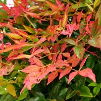 GP 8 x Nandina domestica Gulfstream - Hemelse Bamboe in C2 pot met hoogte 10-20cm