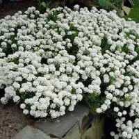 GP 50 x Scheefkelk of Scheefbloem Wit - Bodembedekker Wintergroen - Iberis sempervirens in 9x9cm pot met hoogte 5-10cm
