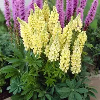 GP 25 x Gele Lupine Gallery Yellow - Bloeiende Tuinplant Winterhard - Lupinus 'Gallery Yellow' in 9x9cm pot met hoogte 0-10cm