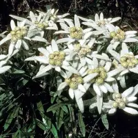 GP 25 x Edelweiss Wit - Bodembedekker Winterhard - Leontopodium alpinum in 9x9cm pot met hoogte 5-10cm