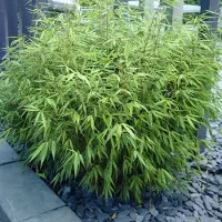 GP 8 x Fargesia Rufa - Bamboe in C2 liter pot met hoogte 20-40cm