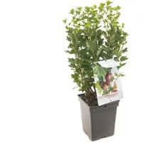 Fruithof Ribes uva-crispa Hinnonmaki Rod Rode kruisbes fruitplant
