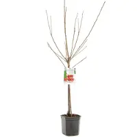Fruithof Prunus avium big. napoleon laagstam geel rode kers fruitboom - Fruithof