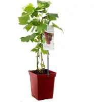 Warentuin Vitis Vinifera Katharina Roze Druif Draagbeugel Fruithof