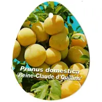 Warentuin Collection Prunus Domestica Reine Claude d Quillins fruitboom Pruim