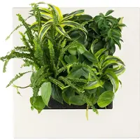 Mobilane LivePicture Go Bamboo Verticale Tuin Natural Wit 51cm x 51 cm excl beplanting