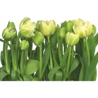 Komar Fotobehang Tulips