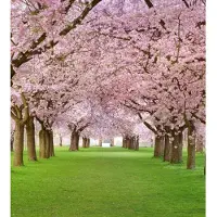 Blokker Dimex Cherry Trees Vlies Fotobehang 225x250cm 3-banen