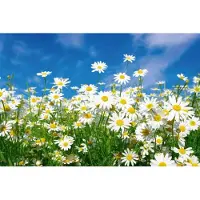 Blokker Dimex Daisies Vlies Fotobehang 375x250cm 5-banen