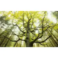 Overig Der Traumbaum Fotobehang Der Traumbaum - Groen - 2,80m X 450cm
