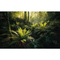 Overig Fjordland Fotobehang Woods - Meerkleurig - 2,80m X 450cm