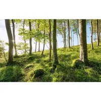 Overig Fotobehang Zauberhaftes Buchenspektakel - Meerkleurig - 2,80m X 450cm
