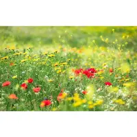 Overig Wiesenzauber Fotobehang Ii - Meerkleurig - 2,80m X 450cm