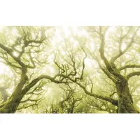 Komar Vliesbehang Digitale print vlies - Green Fire - Afmeting 400 x 250 cm (1 stuk)