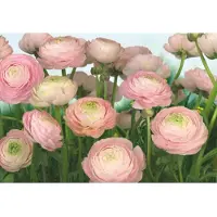 Komar Fotobehang Gentle Rose