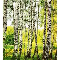 Blokker Dimex Birch Forest Vlies Fotobehang 225x250cm 3-banen