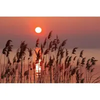 Blokker Dimex Reed Vlies Fotobehang 375x250cm 5-banen