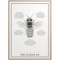 Kunskapstavlan® Våra Älskade Bin Poster 50x70 Cm - Posters Papier Black and White - 8789