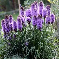 GP 25 x Lampenpoetser of Knopige Slangenwortel Lila|Paars - Bloeiende Vaste Plant - Liatris spicata in 9x9cm pot met hoogte 0-10cm