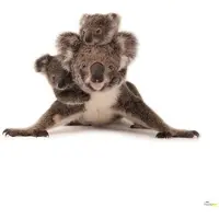 Komar Vliesbehang Koala 300 x 280 cm (breedte x hoogte) - 6 banen (6 stuks)