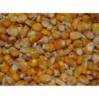 Wielink Gele mais Frans 20 kg