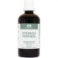 Van der Pigge Echinacea purpurea