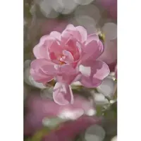 Komar Fotobehang papier Bouquet 184x254 cm