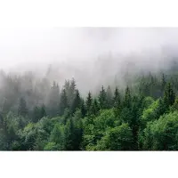 Consalnet Fotobehang Bos in de Mist XXL – posterbehang – 368 x 254 cm – Groen