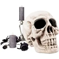 Boland Skelet hoofd Masterbrain (naturel)
