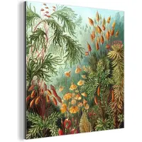 MuchoWow Wanddecoratie Metaal - Aluminium Schilderij Industrieel - Muscinae - Ernst Haeckel - Planten - 90x90 cm - Dibond - Foto op aluminium - Industriële muurdecoratie - Voor de woonkamer/slaapkamer