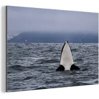 MuchoWow Wanddecoratie Metaal - Aluminium Schilderij Industrieel - Orka boven water - 180x120 cm - Dibond - Foto op aluminium - Industriële muurdecoratie - Voor de woonkamer/slaapkamer
