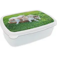 MuchoWow Broodtrommel Wit - Lunchbox - Brooddoos - Een close-up van kittens in een mand - 18x12x6 cm - Volwassenen
