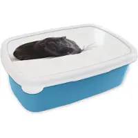 MuchoWow Broodtrommel Blauw - Lunchbox - Brooddoos - Zwarte cavia - 18x12x6 cm - Kinderen - Jongen