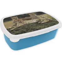 MuchoWow Broodtrommel Blauw - Lunchbox - Brooddoos - Drie cheetahs op de savanne - 18x12x6 cm - Kinderen - Jongen