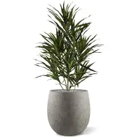 Maxifleur Kunstplanten Draceana Reflexa Anita kunstplant 70cm
