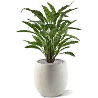 Maxifleur Kunstplanten Calathea Leopardina kunstplant 60cm