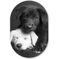 MuchoWow Muurovaal 80x120 cm - Ovale wanddecoratie Honden - Puppy - Zwart - Wit - Dieren - Ovalen schilderij - Muurdecoratie woonkamer - Kamer decoratie - Schilderijen - Wandcirkel