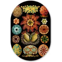 MuchoWow Muurovaal 40x60 cm - Ovale wanddecoratie Vintage - Ernst Haeckel - Zeedier - Natuur - Zee - Kunst - Ovalen schilderij - Muurdecoratie woonkamer - Kamer decoratie - Schilderijen - Wandcirkel