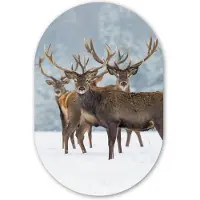MuchoWow Muurovaal 80x120 cm - Ovale wanddecoratie Hert - Dieren - Sneeuw - Winter - Landschap - Natuur - Ovalen schilderij - Muurdecoratie woonkamer - Kamer decoratie - Schilderijen - Wandcirkel