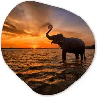 MuchoWow Organische wanddecoratie 40x40 cm - Organisch schilderij Olifant - Zee - Dieren - Zonsondergang - Oranje - Muurdecoratie woonkamer - Kamer decoratie - Schilderijen - Muurcirkel aesthetic