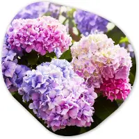 MuchoWow Organische wanddecoratie 40x40 cm - Organisch schilderij Bloemen - Hortensia - Roze - Bladeren - Zon - Muurdecoratie woonkamer - Kamer decoratie - Schilderijen - Muurcirkel aesthetic