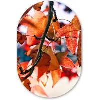 MuchoWow Muurovaal 40x60 cm - Ovale wanddecoratie Esdoorn - Bladeren - Landelijk - Herfst - Ovalen schilderij - Muurdecoratie woonkamer - Kamer decoratie - Schilderijen - Wandcirkel