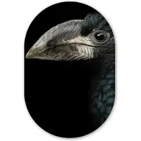 MuchoWow Muurovaal 60x90 cm - Ovale wanddecoratie Vogel - Portret - Neushoornvogel - Zwart - Dieren - Ovalen schilderij - Muurdecoratie woonkamer - Kamer decoratie - Schilderijen - Wandcirkel