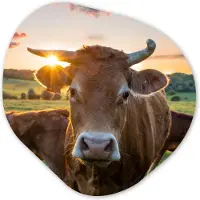 MuchoWow Organische wanddecoratie 60x60 cm - Organisch schilderij Koeien - Zon - Weiland - Platteland - Muurdecoratie woonkamer - Kamer decoratie - Schilderijen - Muurcirkel aesthetic