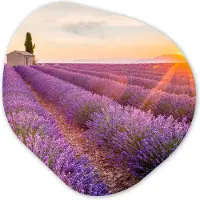 MuchoWow Organische wanddecoratie 90x90 cm - Organisch schilderij Lavendel - Zonsondergang - Bloemen - Paars - Muurdecoratie woonkamer - Kamer decoratie - Schilderijen - Muurcirkel aesthetic