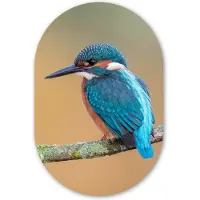 MuchoWow Muurovaal 80x120 cm - Ovale wanddecoratie Vogel - IJsvogel - Dieren - Tak - Ovalen schilderij - Muurdecoratie woonkamer - Kamer decoratie - Schilderijen - Wandcirkel