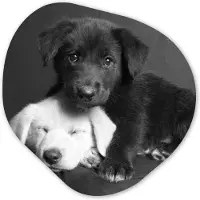 MuchoWow Organische wanddecoratie 60x60 cm - Organisch schilderij Honden - Puppy - Zwart - Wit - Dieren - Muurdecoratie woonkamer - Kamer decoratie - Schilderijen - Muurcirkel aesthetic